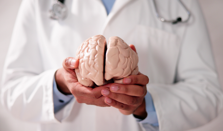 Model of a brain in doctors hands